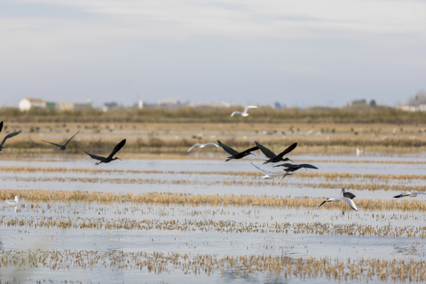 birding