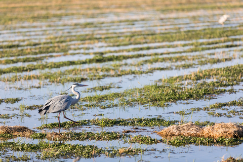 birding