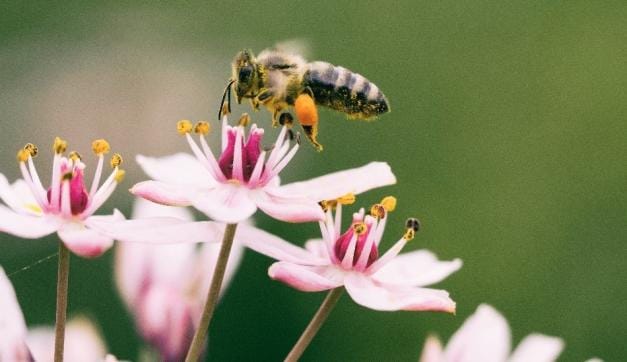 Abeja
